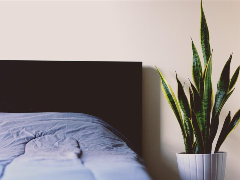 Planten in de slaapkamer gezond?